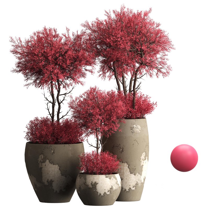 Indoor plant 074 Image 7