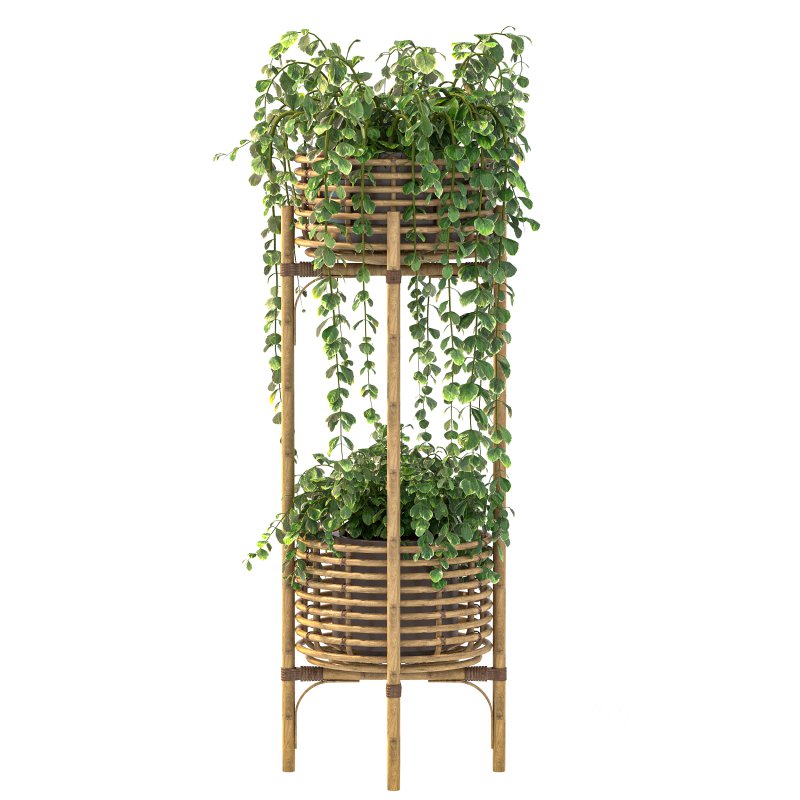 Wicker Magic Plant Image 2