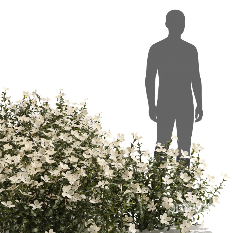 White Phlox Bush Arrangement Image 6