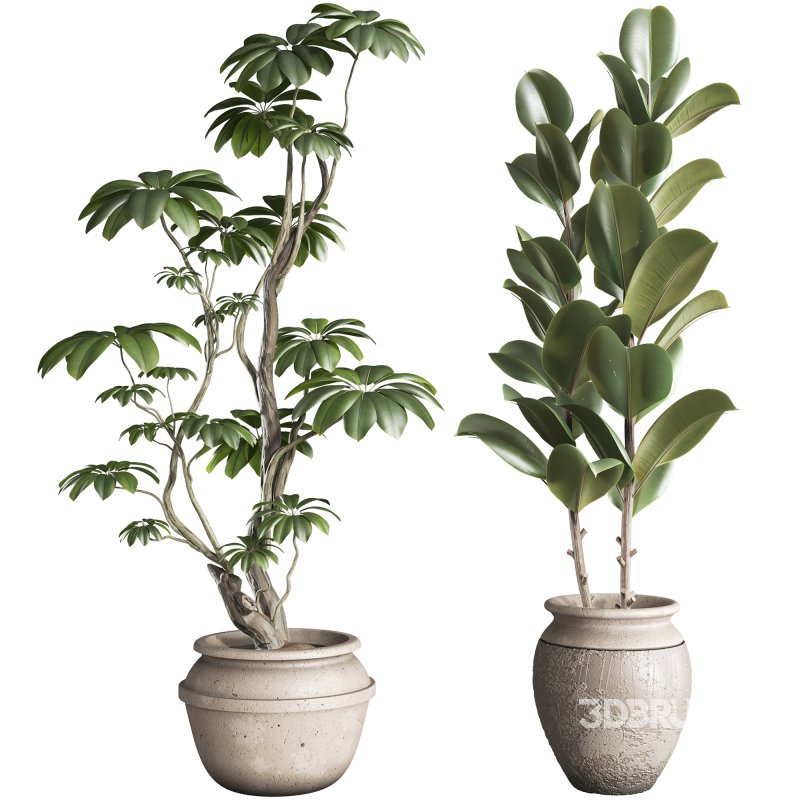 Bonsai Schefflera Tree and Jungle Ficus Rubber Fig Leaf 448 Image 1