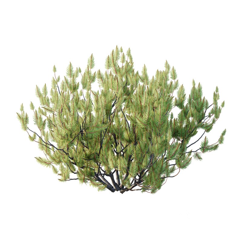 Pinus Mugo plant 05 Image 1