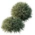 AV Montra Olive Bush and Gray Box Westringia Fruticosa Coastal Rosemary - Thumbnail 2
