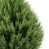 AV Juniperus chinensis Spartan and Big Joy Perfume Orange Michelia Champaca - Thumbnail 4