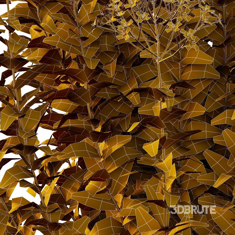 Spirea Japonica Bush 06 Image 6