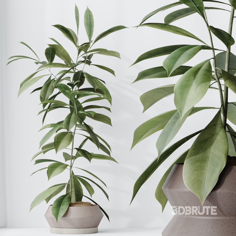 AV Indoor Plants Set 380 Ficus Cyathistipula and Ficus Marginata and Yucca and Olive Image 5
