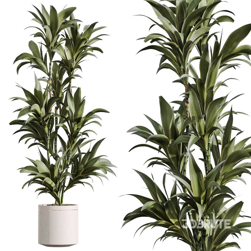 AV Indoor Plants Set 375 Dracaena Warneckii and Lemon Dragon and Euphorbia and Olive Image 4