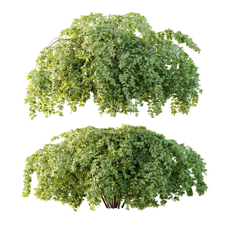 Philadelphia Bush 06 Image 2