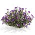Purple Phlox Bush Arrangement - Thumbnail 1