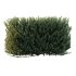 ntal evergreen shrubs, designed with exceptional precision for architectural visualization and landscape rendering. - Thumbnail 2