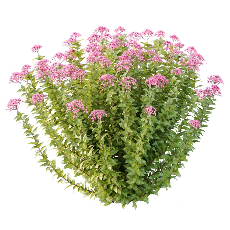 Spirea Japonica Bush 05 Image 4