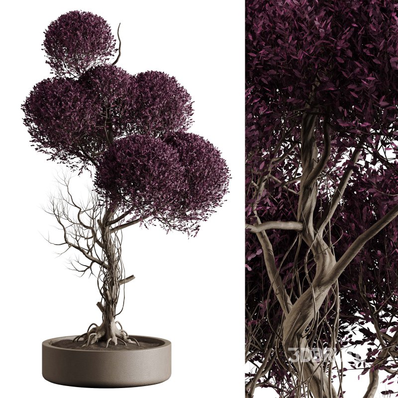 Indoor plant 076 Image 4