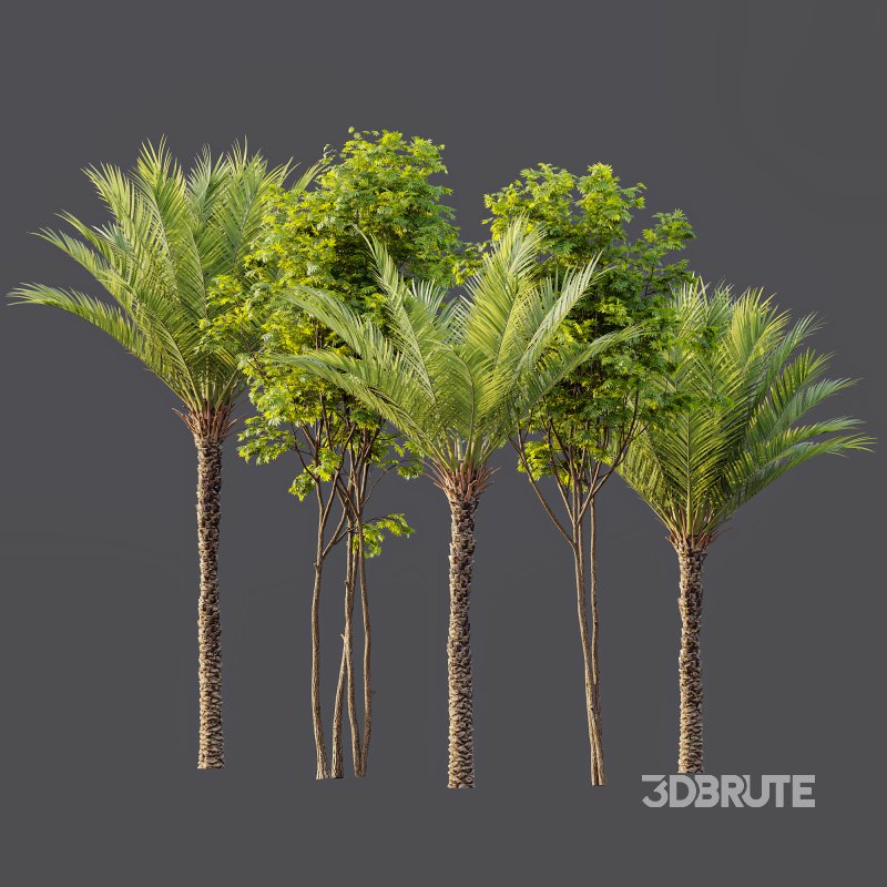 AV Phoenix Dactylifera Date Jurassic Palm Tree and Ash Maple Tree Image 9
