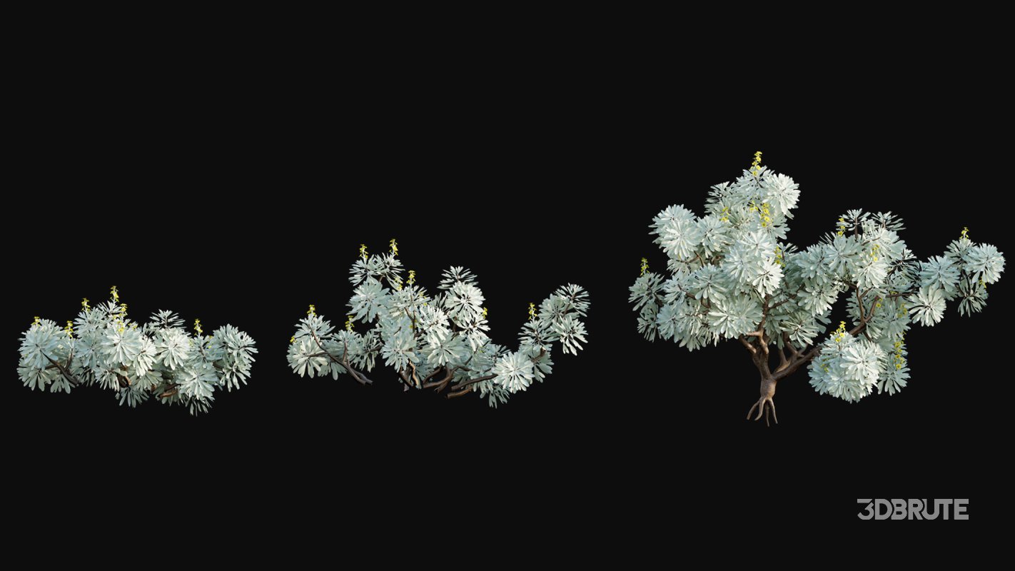 Collection 19 – Japanese garden Image 15