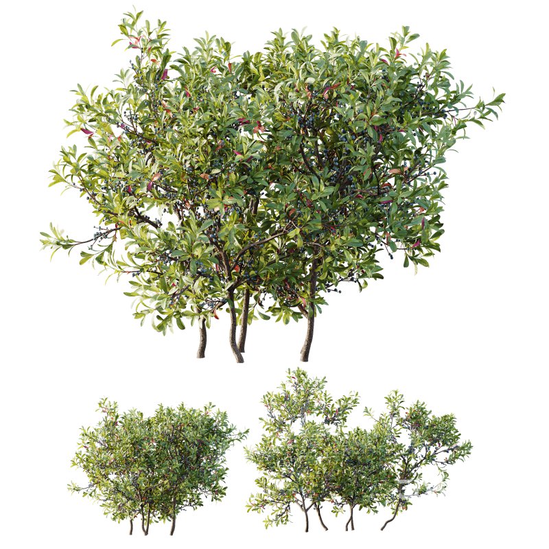 AV Nerium Oleander Laurier Kaner Rose Pink and Myrica Morella Pennsylvania Bayberry Candleberry Northern Fruit Image 6