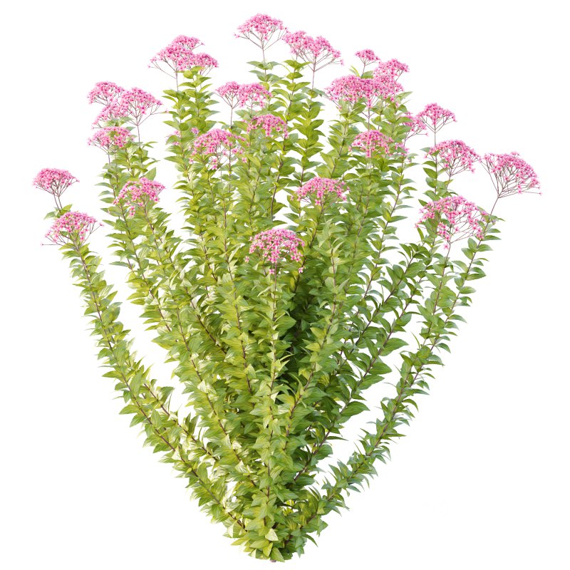 Spirea Japonica Bush 06 Image 2