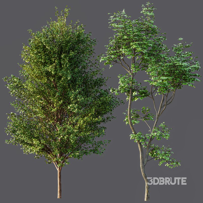 AV Canadian Poplar and Hazel leave Image 5