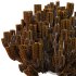 Pinus Mugo plant 02 - Thumbnail 4