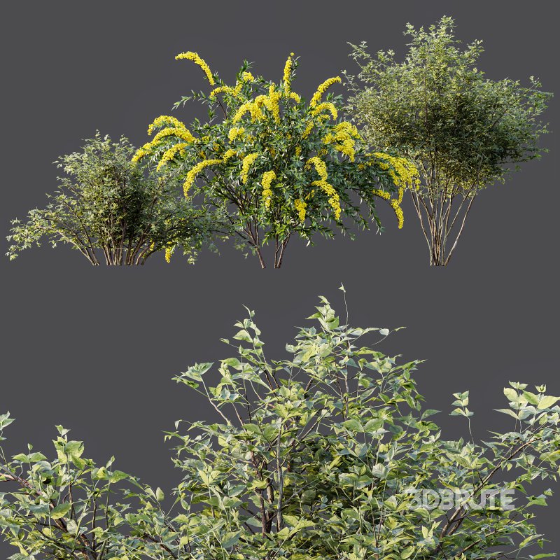 ntal spring bush designed for realistic exterior and garden visualization. Known as the “Bridal Wreath Spiraea,” this delicate shrub is characterized by arching stems densely covered with clusters of small white blossoms, creating a soft and elegant floral texture. Image 4