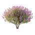 Lilac Syringa Vulgaris Tree 05 - Thumbnail 3