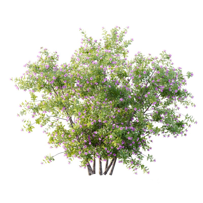 Leucophyllum frutescens Bush 07 Image 4