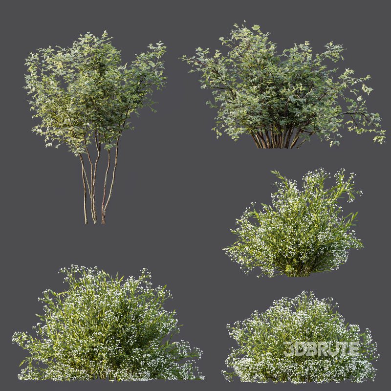 ntal shrubs inspired by species such as Spiraea Cinerea and Coleonema Pulchrum. Their delicate white blooms and airy branch structures make them perfect for spring gardens, walkways, and natural park compositions. The subtle variation in height, leaf density, and shape ensures visual richness and realism from any camera distance. Image 6