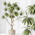 AV Indoor Plants Set 378 Arbequina Olive and Ficus Cyathistipula and Areca Palm - Thumbnail 2