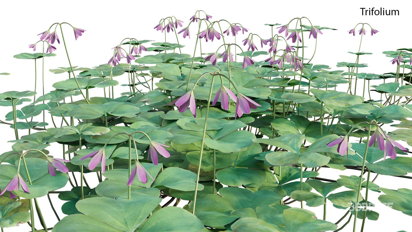 Collection 21 – Vertical garden – Green wall Image 26