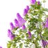 Lilac Syringa Vulgaris Tree 06 - Thumbnail 5