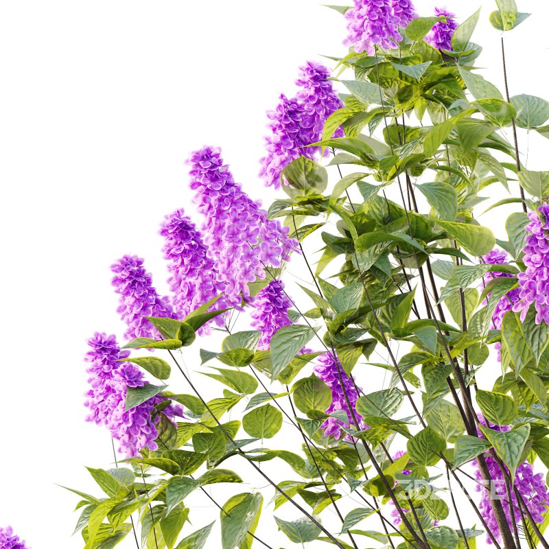 Lilac Syringa Vulgaris Tree 06 Image 5