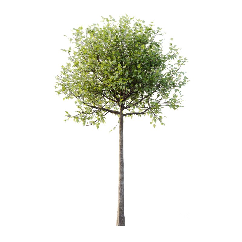 Lilac Syringa Vulgaris Tree 02 Image 1