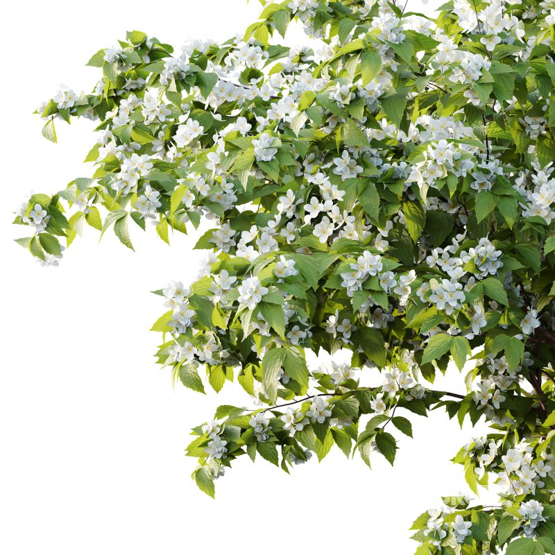 Philadelphia Bush 04 Image 3