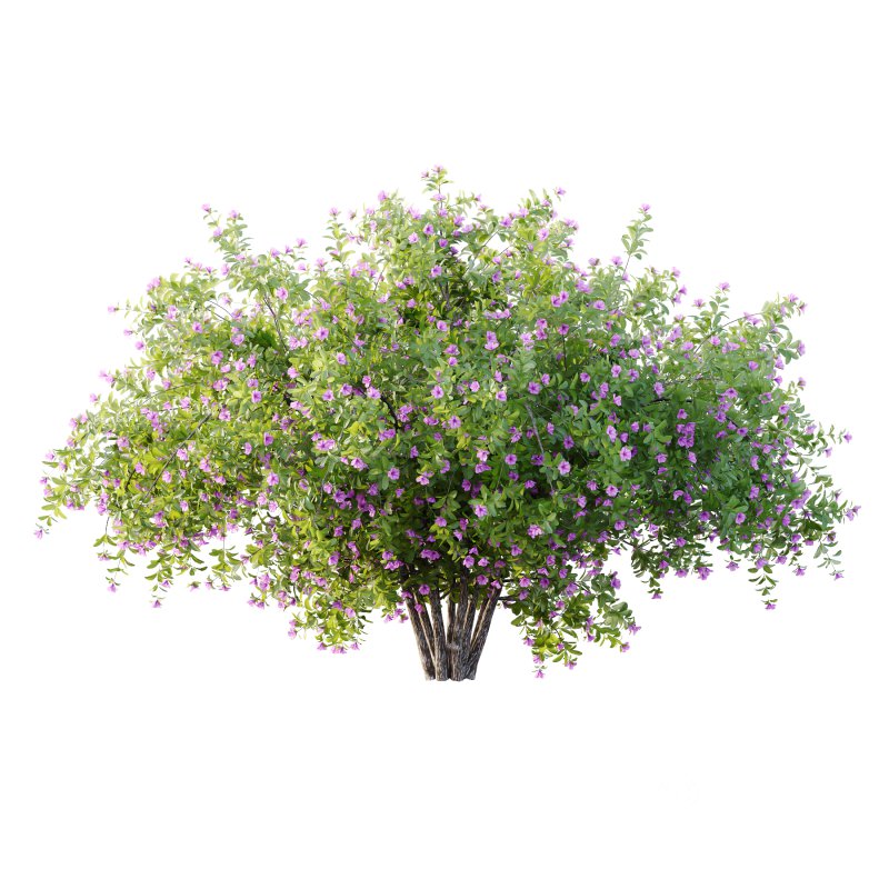 Leucophyllum frutescens Bush 07 Image 1