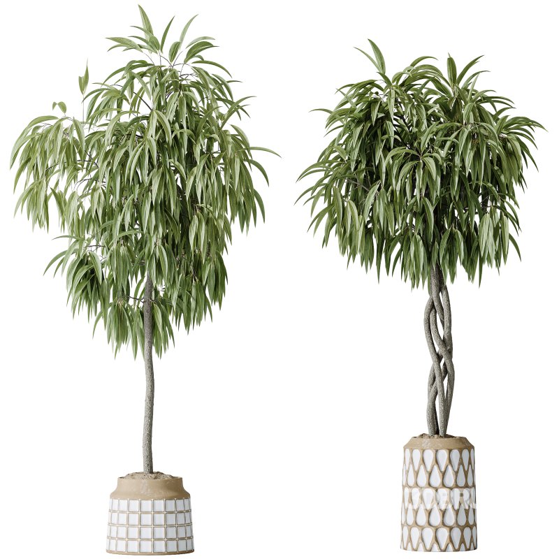AV Indoor Plants Set 379 Ficus Marginata and Yucca Palm and Kentia Everlasting and Ficus Binnendijkii Image 2