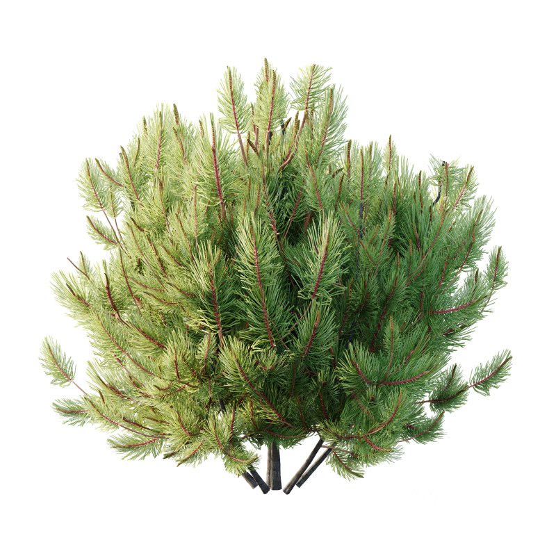 Pinus Mugo plant 01 Image 6