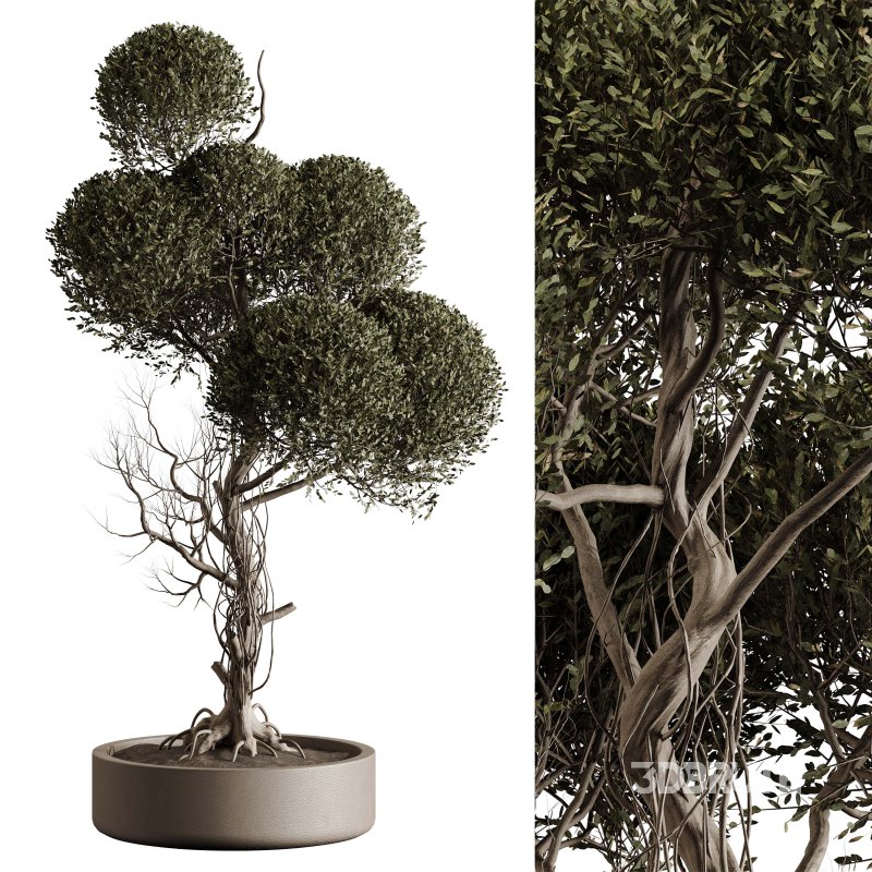 Indoor plant 076 Image 5