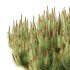 Pinus Mugo plant 07 - Thumbnail 2