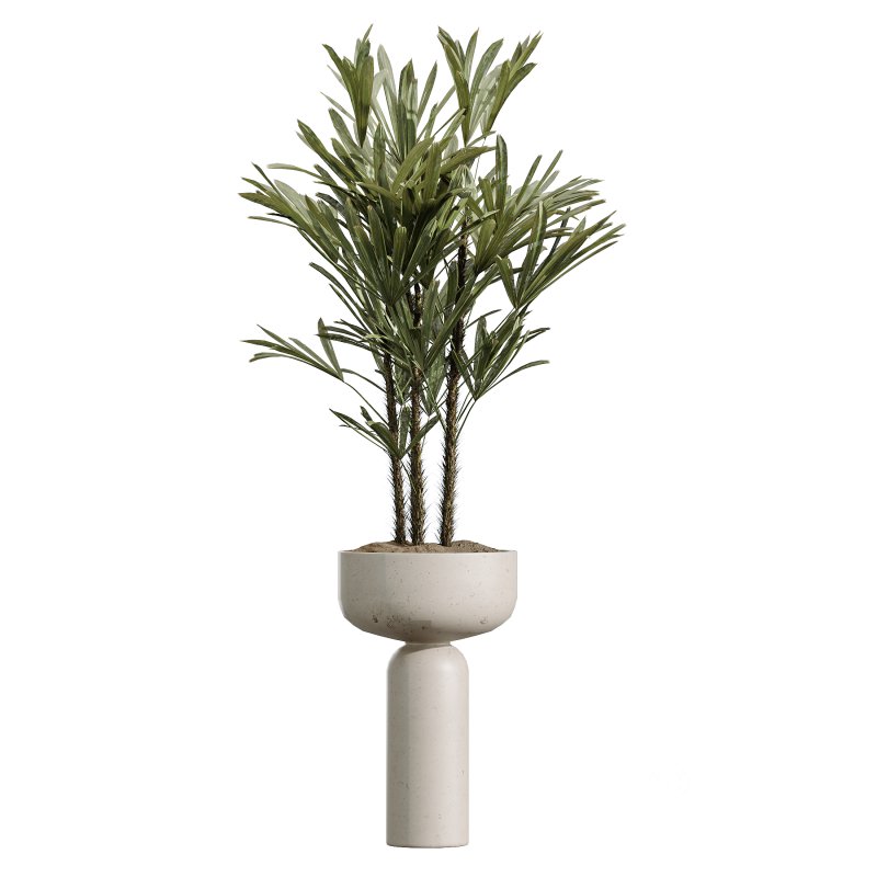 AV Indoor Plants Set 377 Ficus Cyathistipula and Banana Nicolai and Schefflera and Rhapis Excelsa Image 6