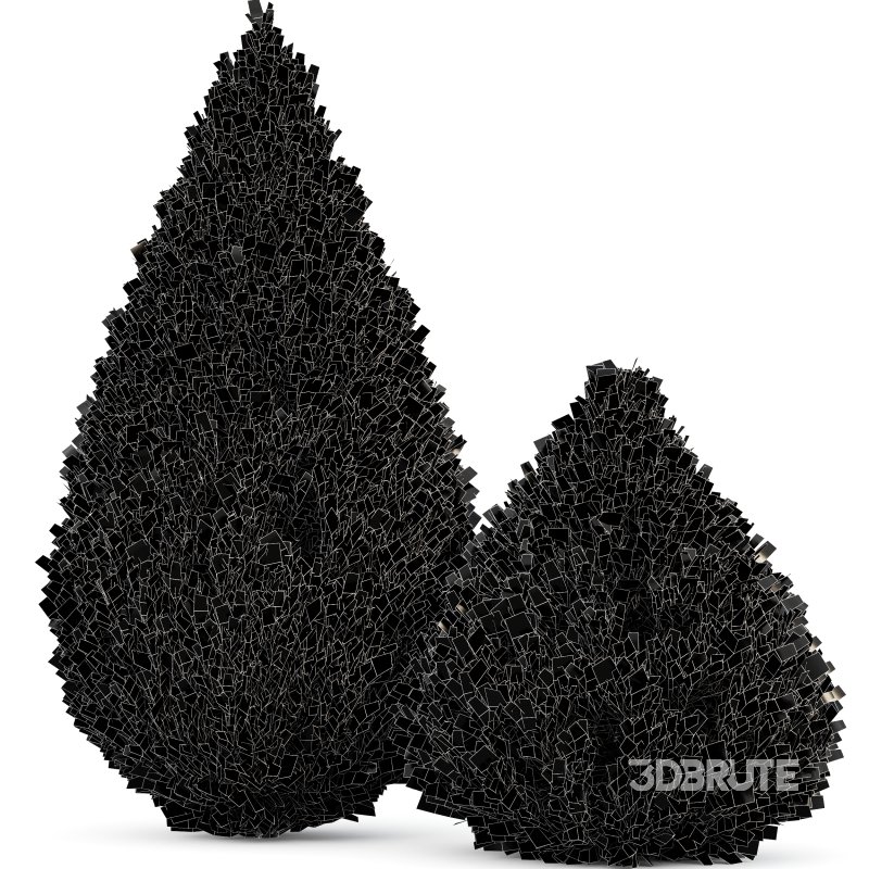 AV Juniperus chinensis Spartan and Big Joy Perfume Orange Michelia Champaca Image 6