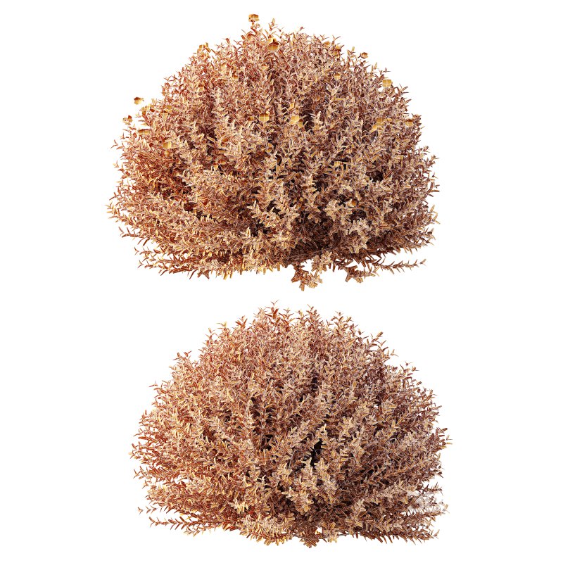 AV Gray Box Westringia Fruticosa Coastal Rosemary bushes Image 10