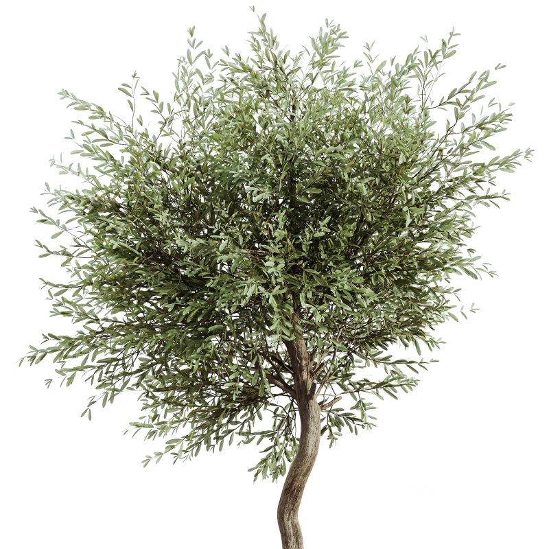 AV Indoor Plants Set 391 Olive and Banana and Spineless Yucca and Ficus Elastica Image 1