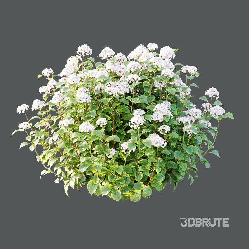 hydrangea arborescens Bush 05 Image 3