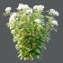 hydrangea arborescens Bush 01 - Thumbnail 7