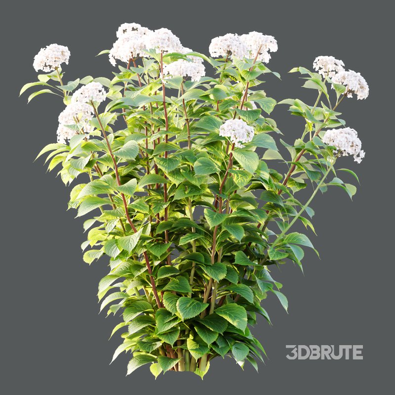 hydrangea arborescens Bush 01 Image 7