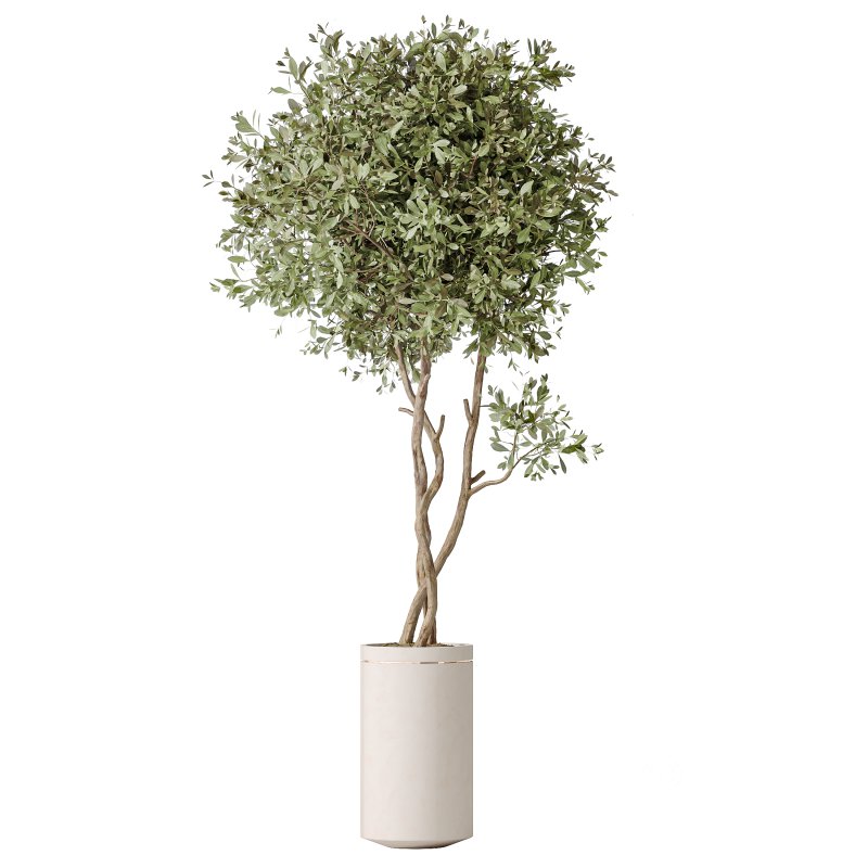 AV Indoor Plants Set 375 Dracaena Warneckii and Lemon Dragon and Euphorbia and Olive Image 2