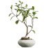 AV Indoor Plants Set 384 Ficus Robusta Abidjan and Ficus Dracaena Marginata - Thumbnail 1