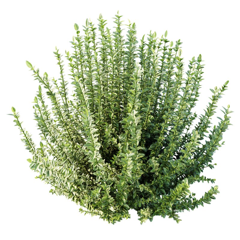 AV 6 different spring bushes Calluna Vulgaris Helena Summer Broom Heather Garden Girls Image 3