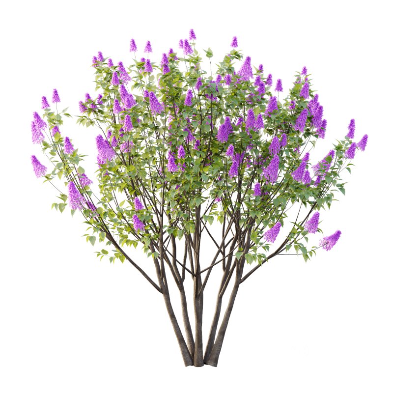 Lilac Syringa Vulgaris Tree 06 Image 2