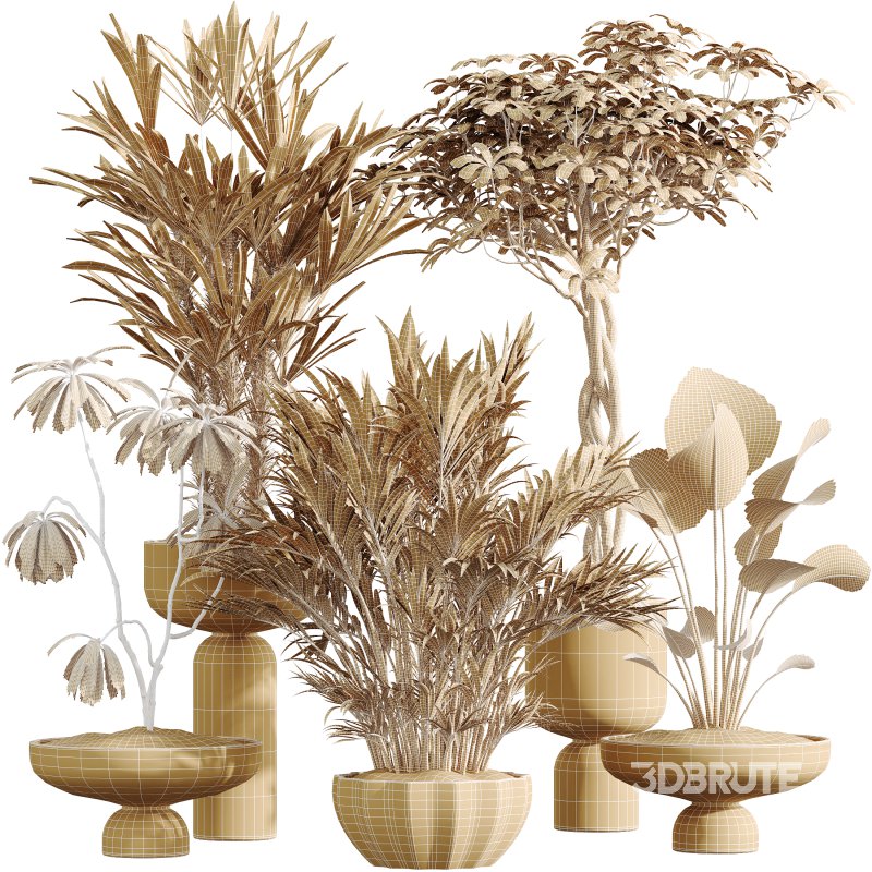 AV Indoor Plants Set 377 Ficus Cyathistipula and Banana Nicolai and Schefflera and Rhapis Excelsa Image 9