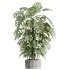 AV Indoor Plants Set 401 Mission Kalamata and Spineless Yucca and Elegant Monstera - Thumbnail 1