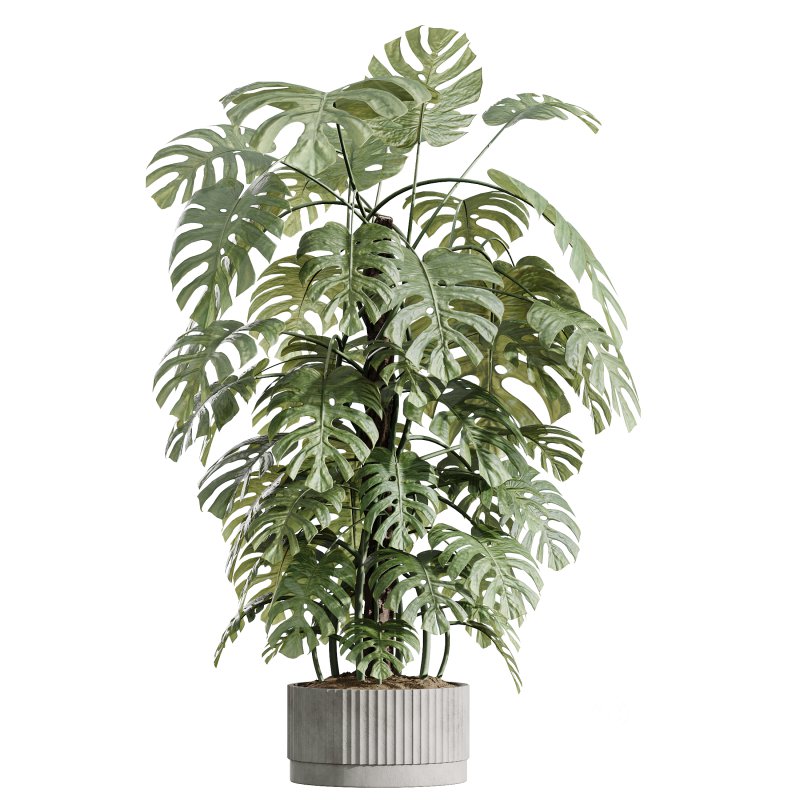 AV Indoor Plants Set 401 Mission Kalamata and Spineless Yucca and Elegant Monstera Image 1